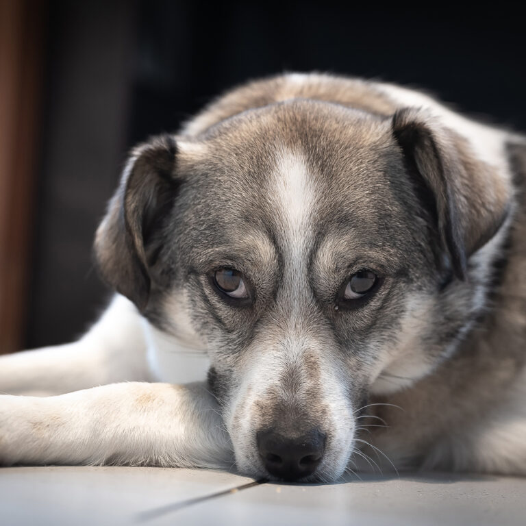 titel eve luna hund tierschutz 7705