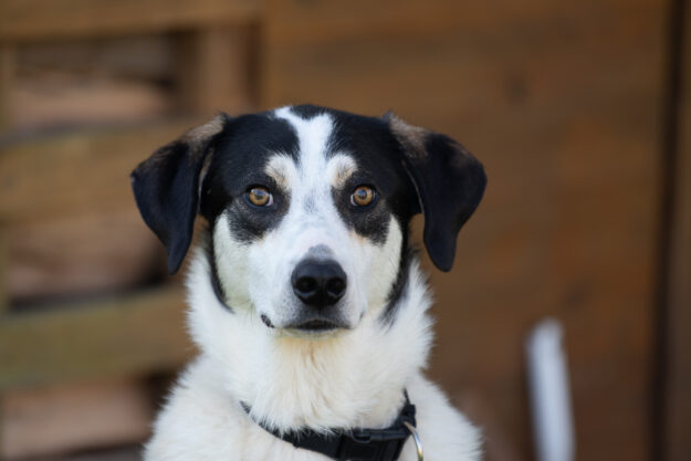 Henryhund-tierschutz-7788