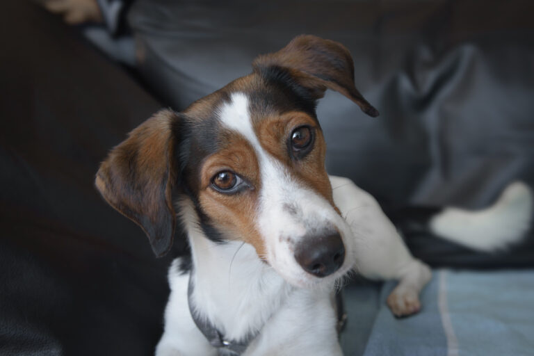 Hund Ratingen Düsseldorf 3974